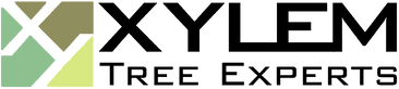 Xylem LOGO PNG.webp