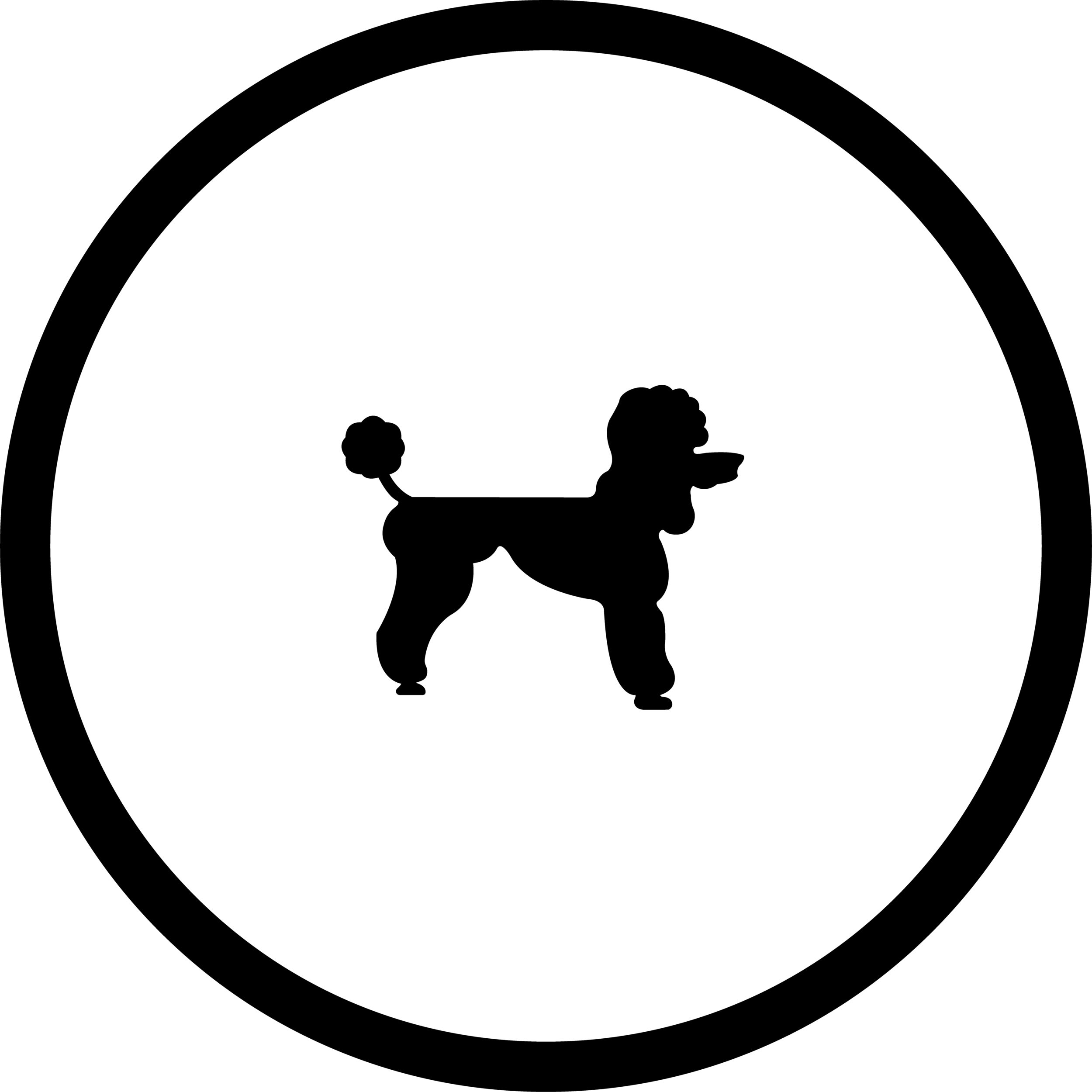 Poodle.Co