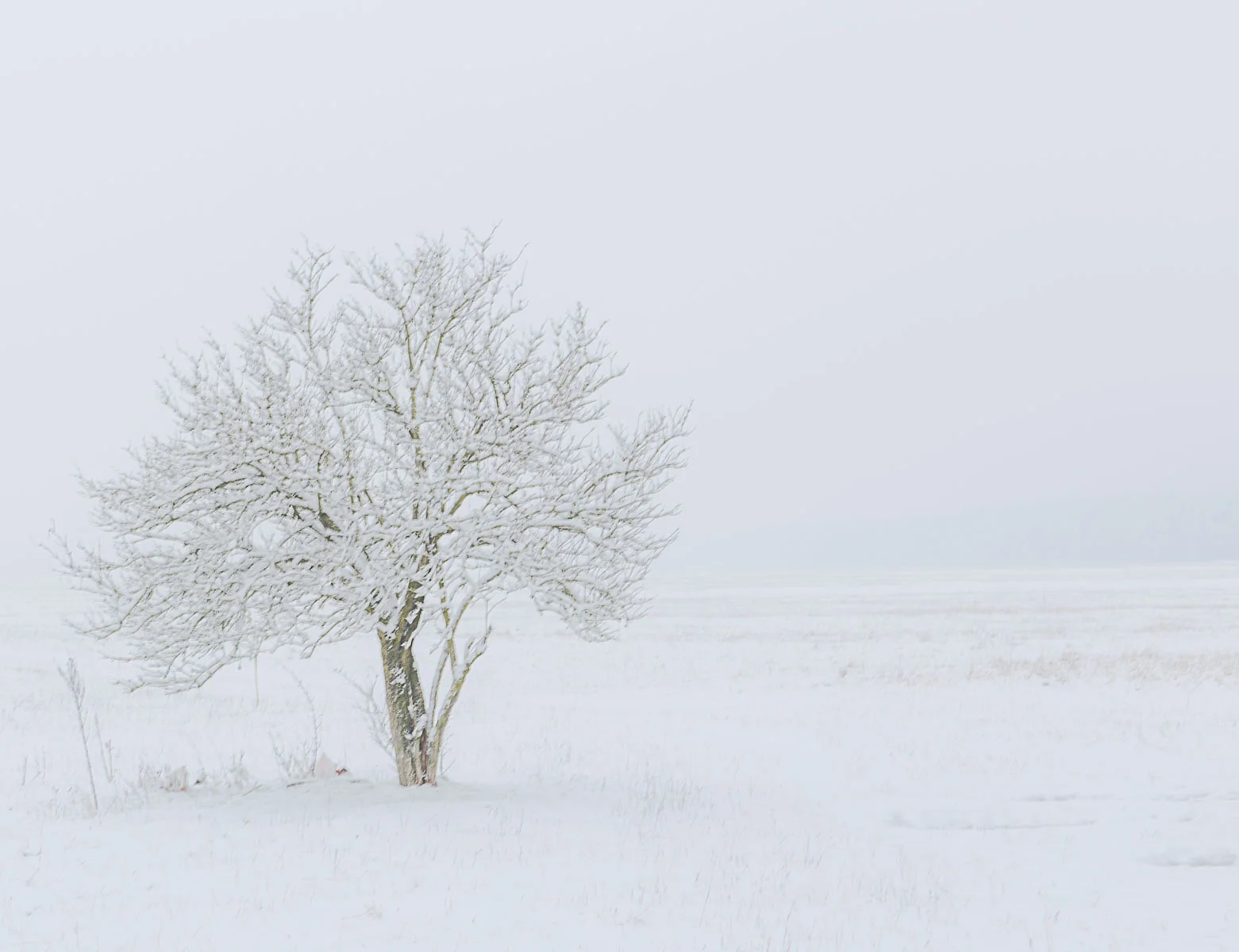 nebel_schnee-008.jpg