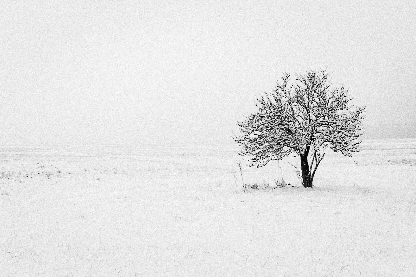 nebel_schnee-009.jpg