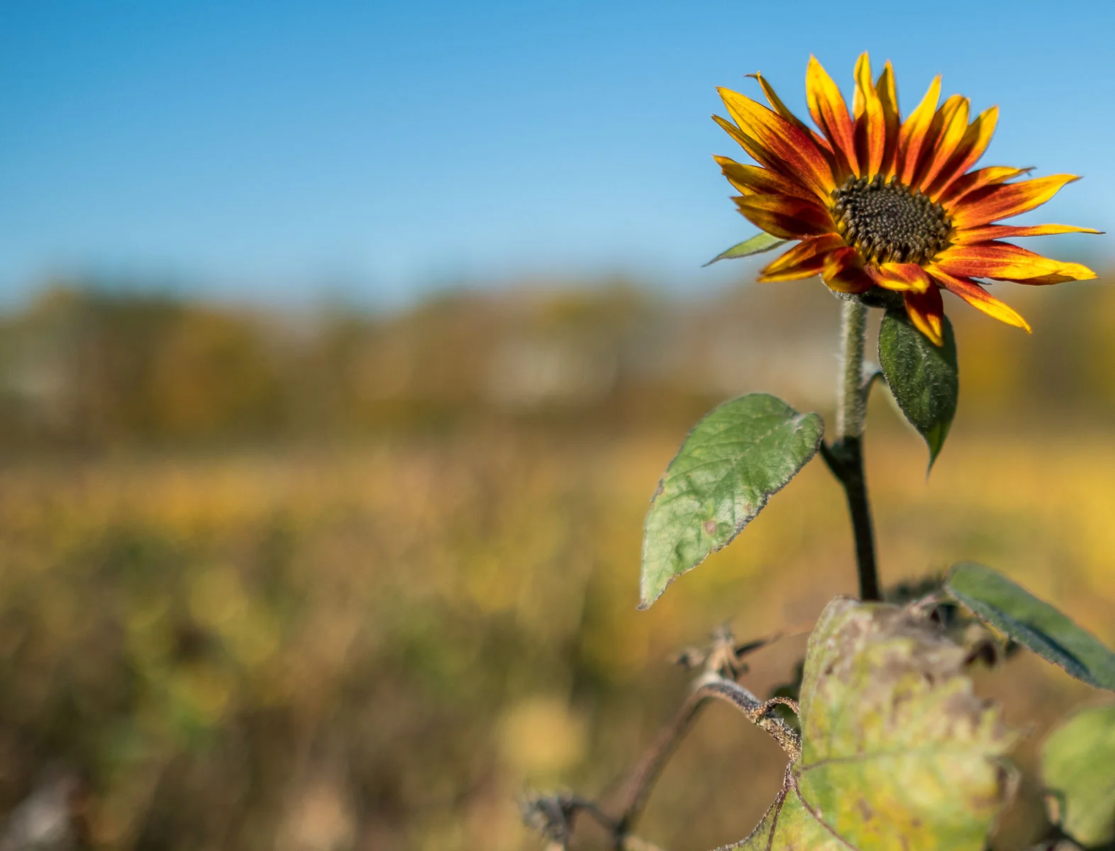 herbst-4.jpg