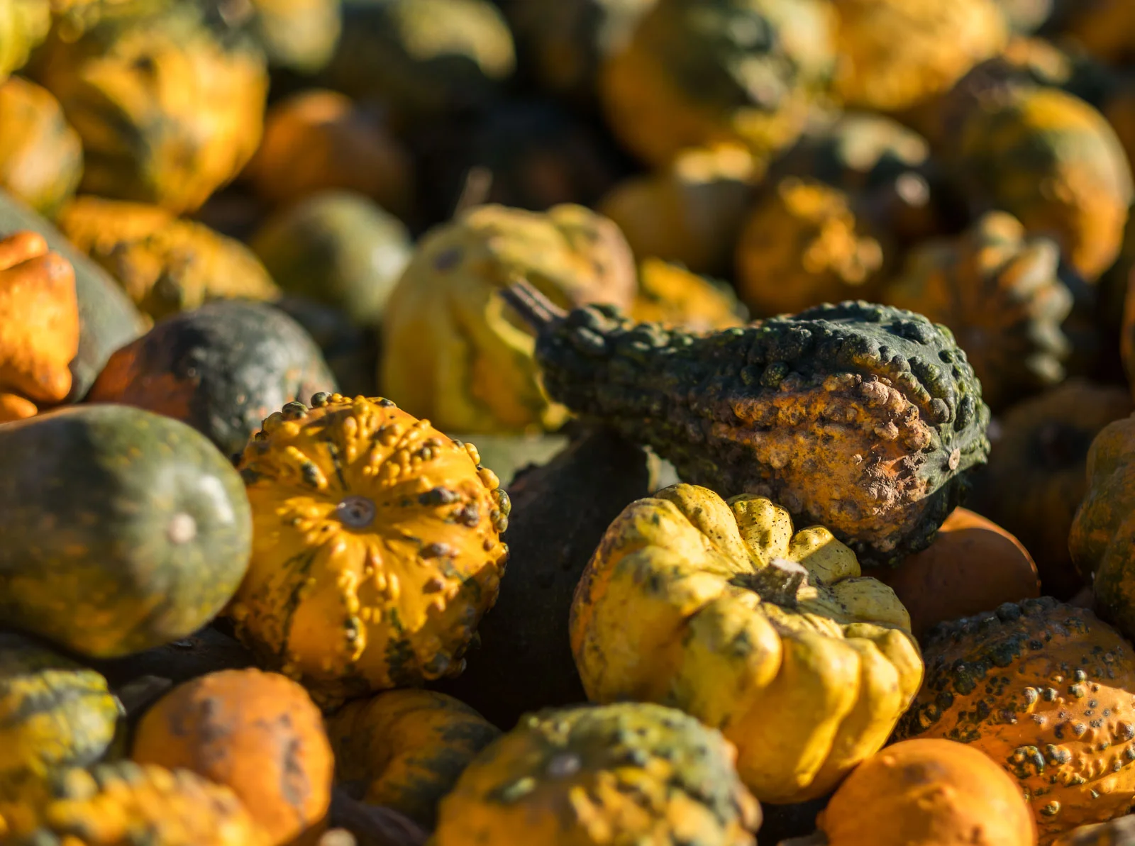 herbst-7.jpg