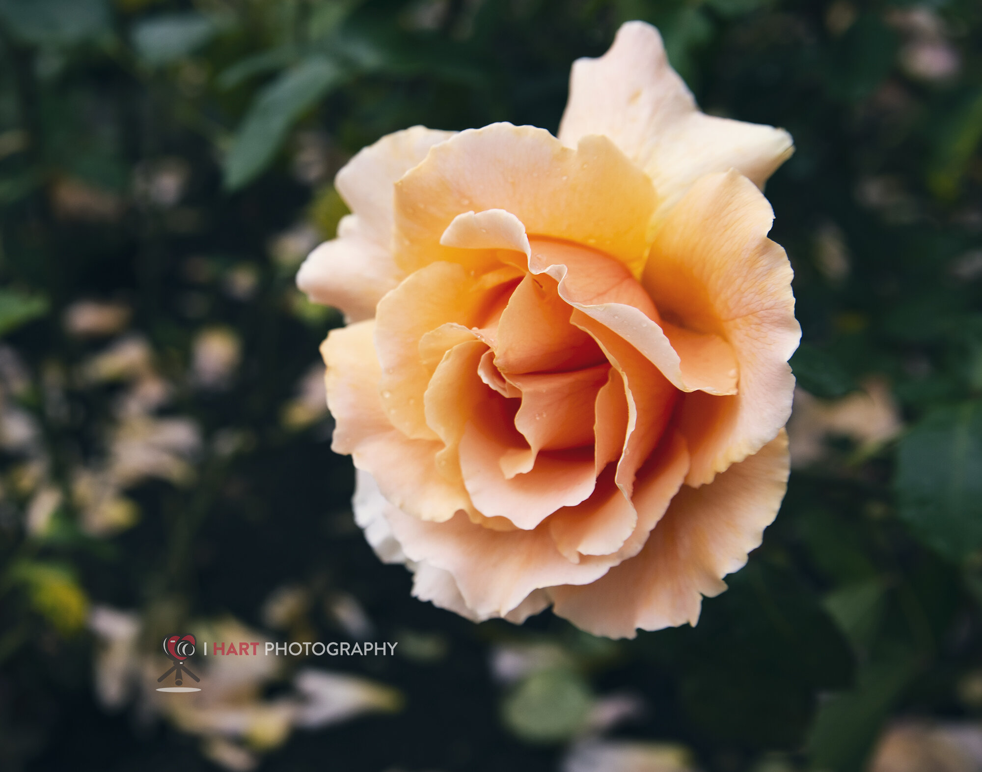 Garden Rose
