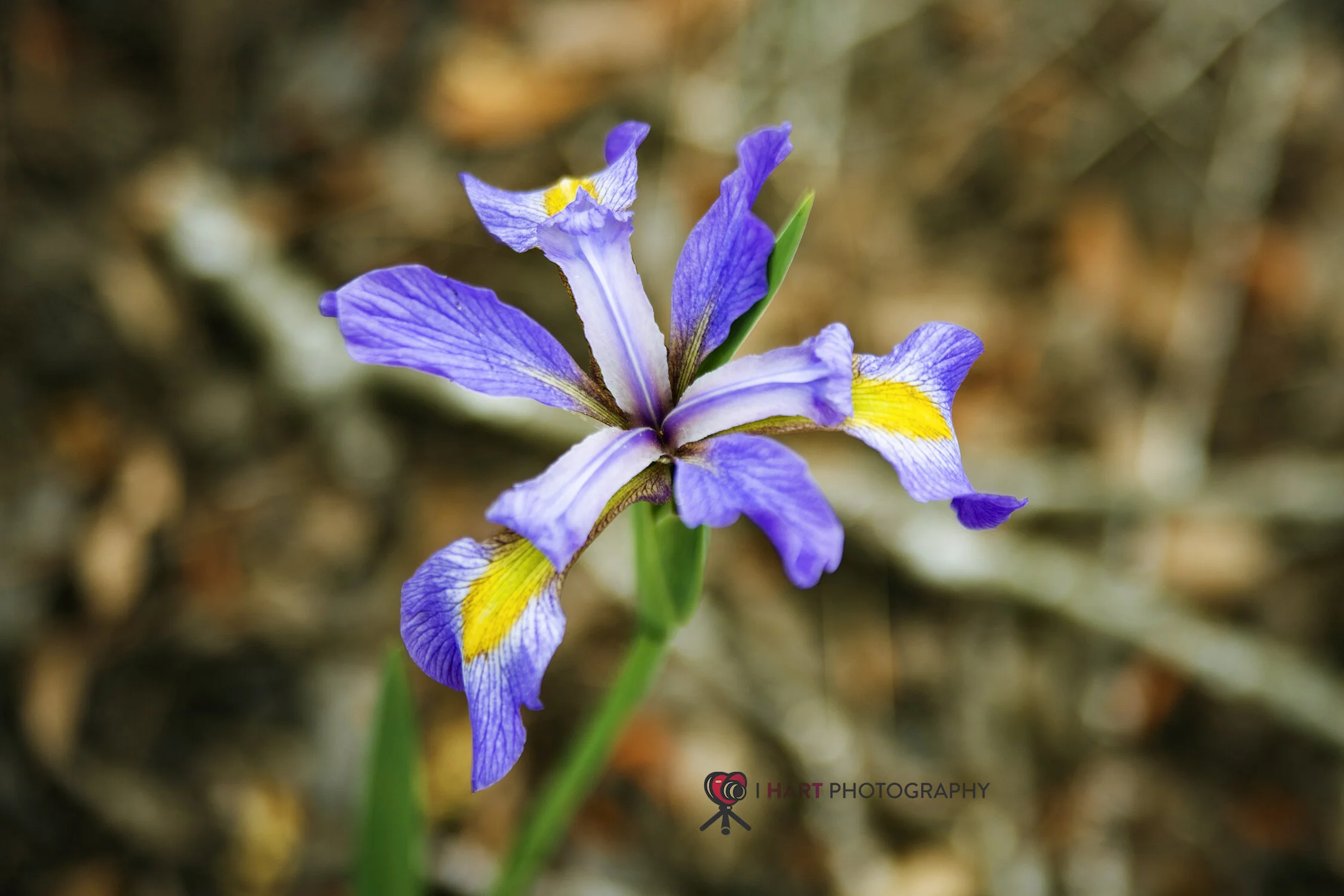 Blue Flag Iris
