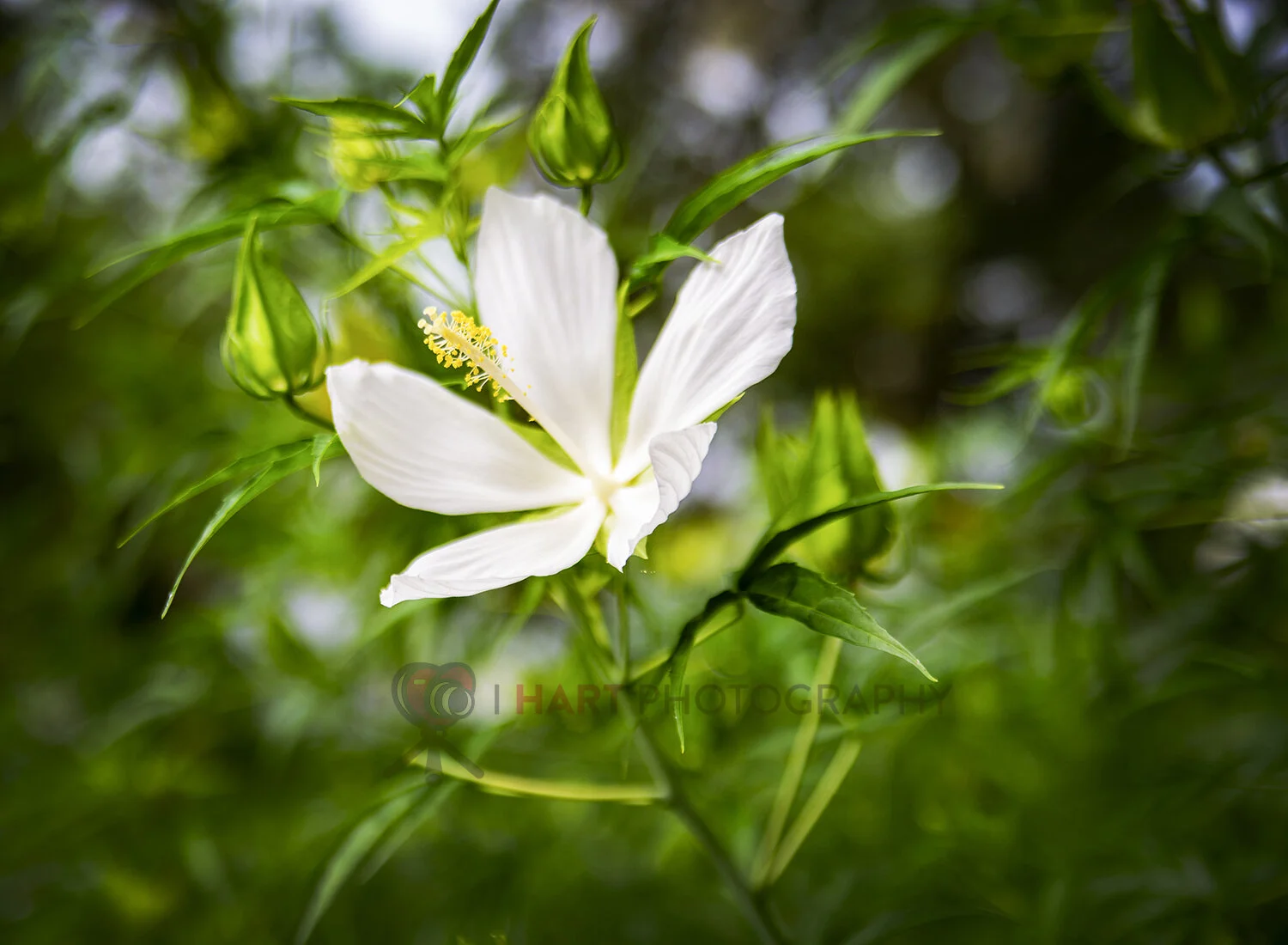 Single Beauty - Nature Photography, White Flower, Nature Print, Wall Art, Spring Time, Floral Bathroom Canvas Print, Living room Wall decor