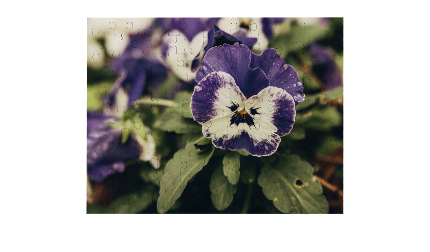 Purple Pansy Puzzle