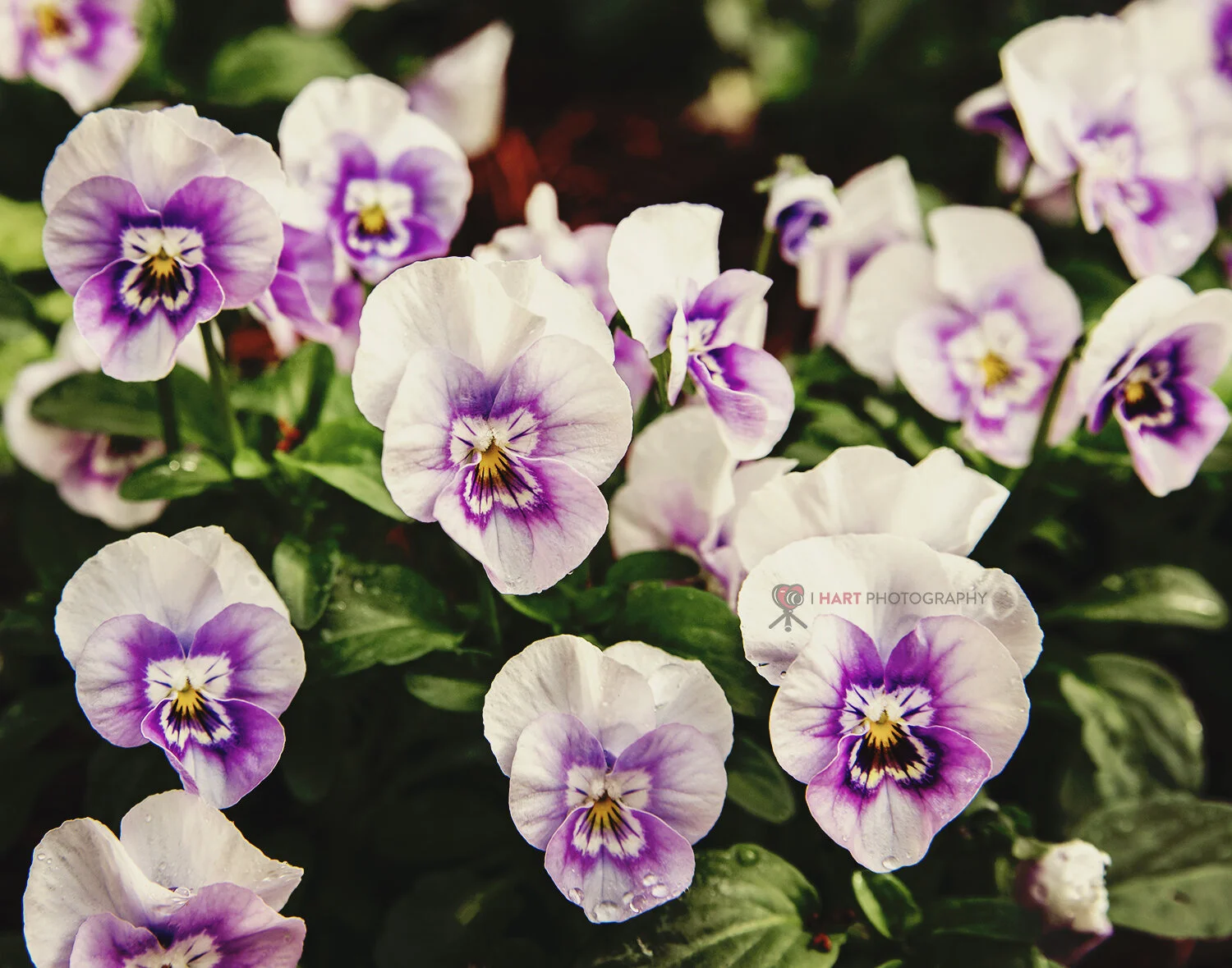 White and purple pansy puzzle