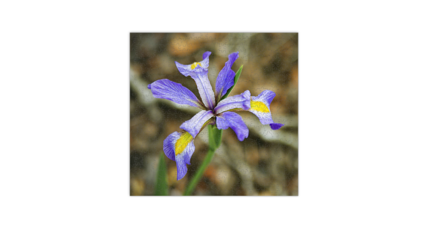 Blue Flag Iris Puzzle