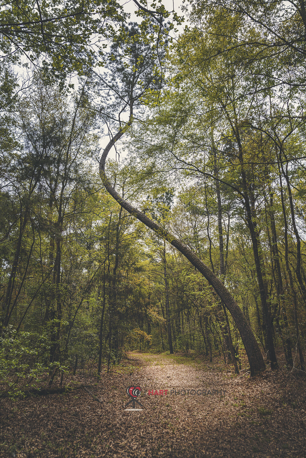 Path of Bends
