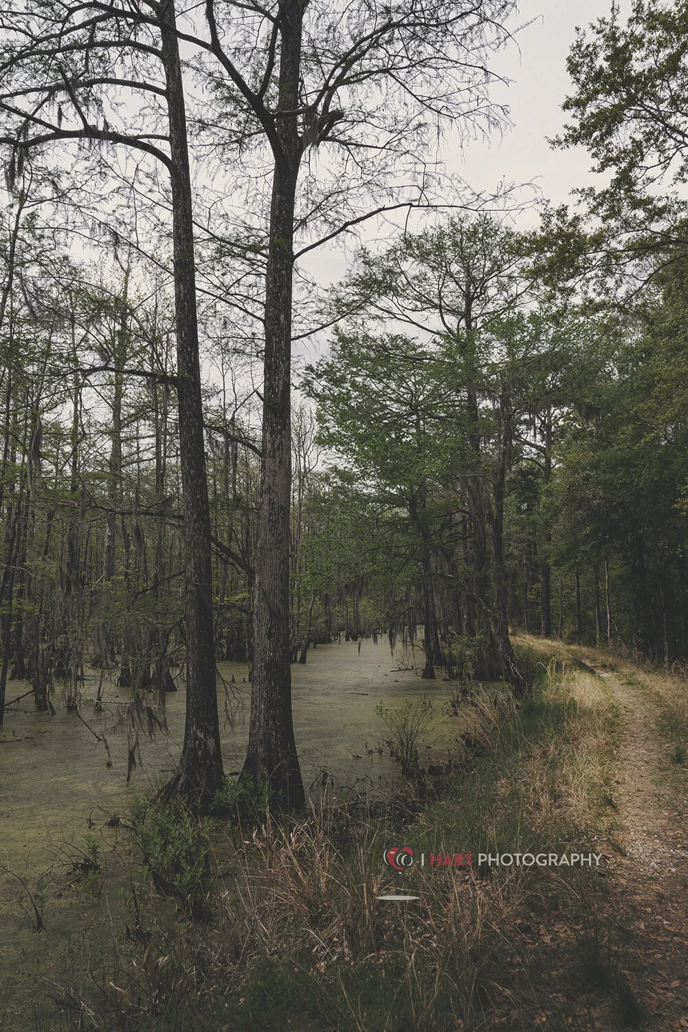 Swamp Trail