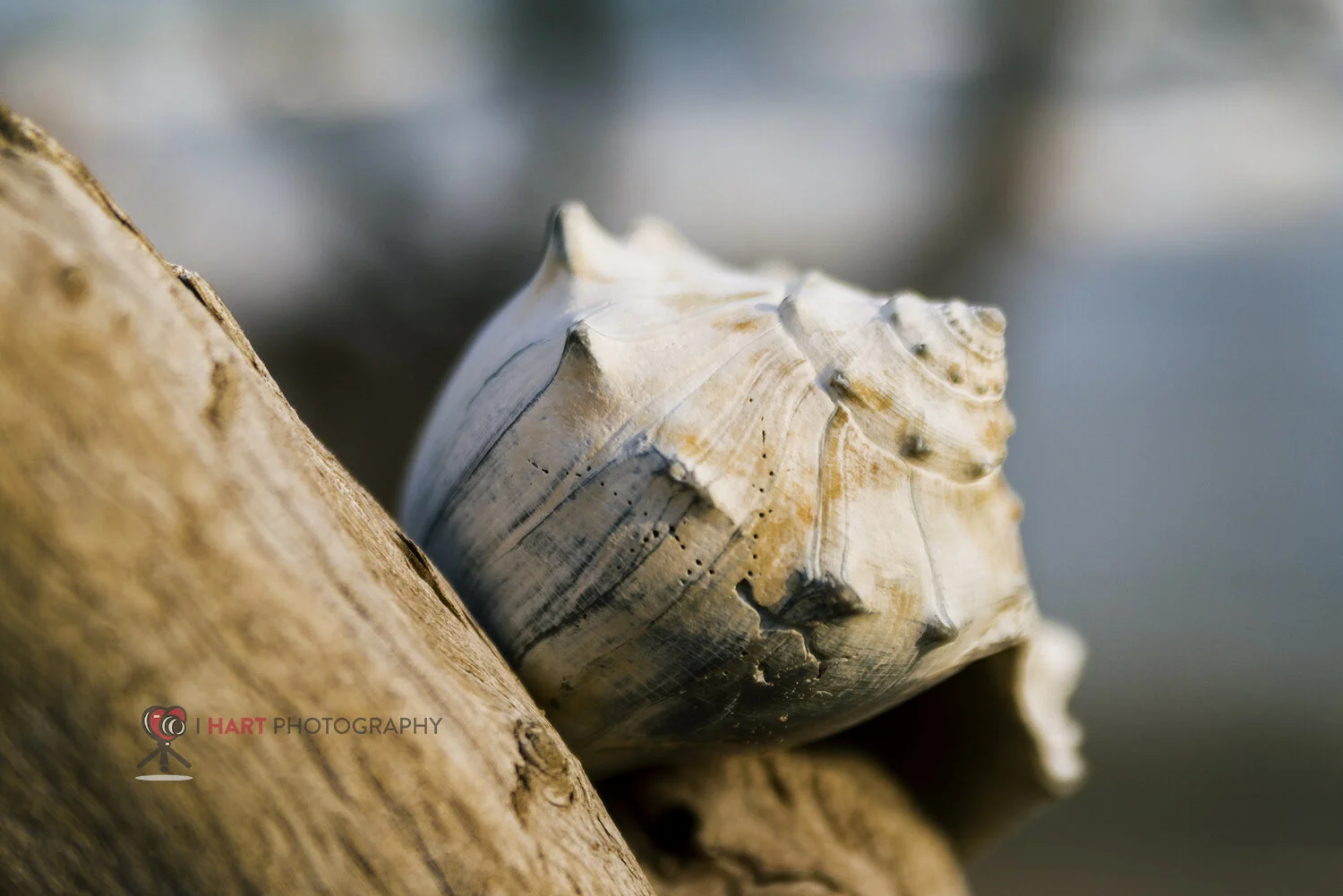 Mini Conch Seashell