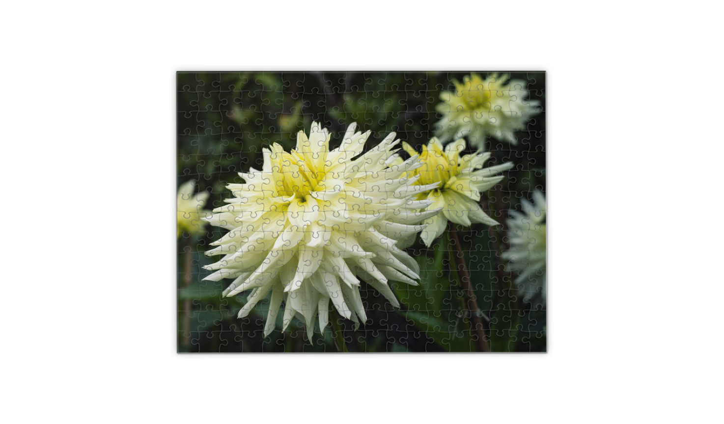 Dreamy Dahlia Flower Puzzle