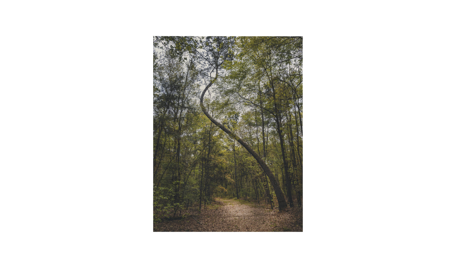Path of Bends Puzzle