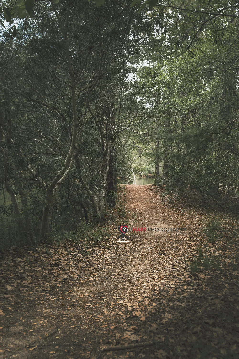 Path in the Woods
