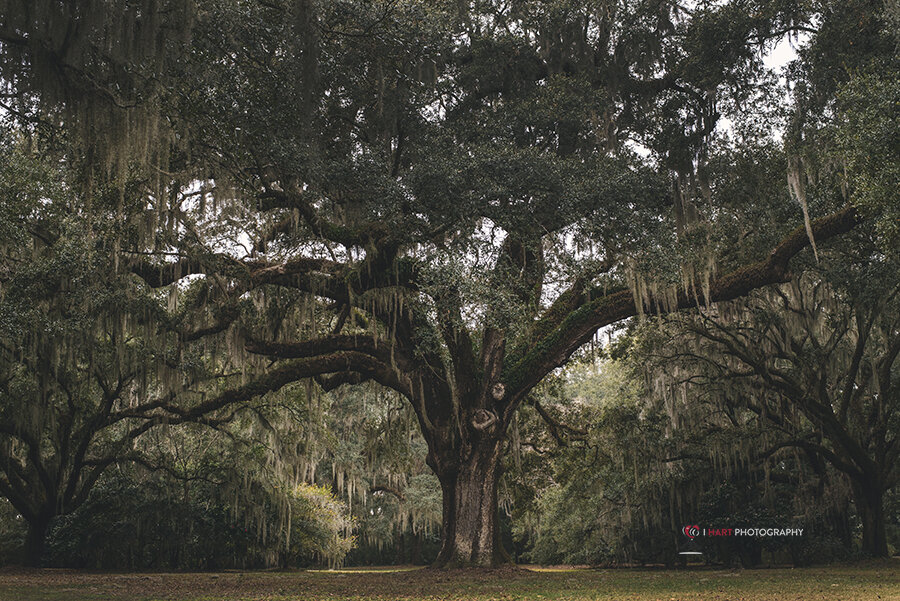LowCountry Magnificent Tree 