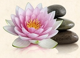Insight-Santa-Cruz-Flower.jpg