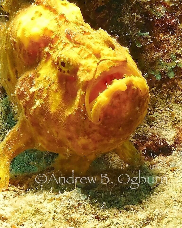 Frog Fish.jpg