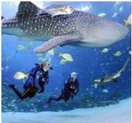 Georgia Aquarium Dive