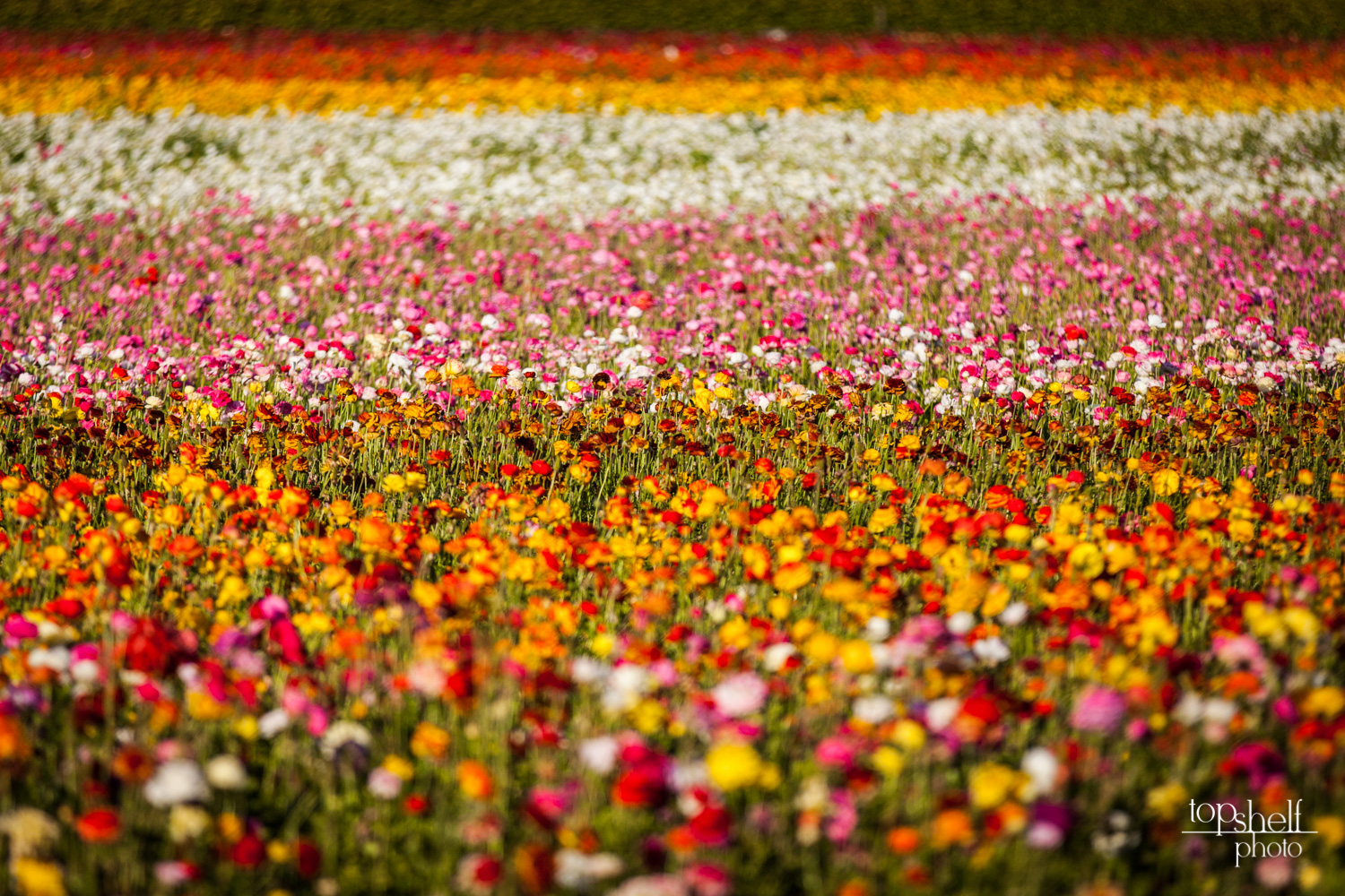 carlsbad-flower-fields-wedding-san-diego-top-shelf-photo-12.jpg