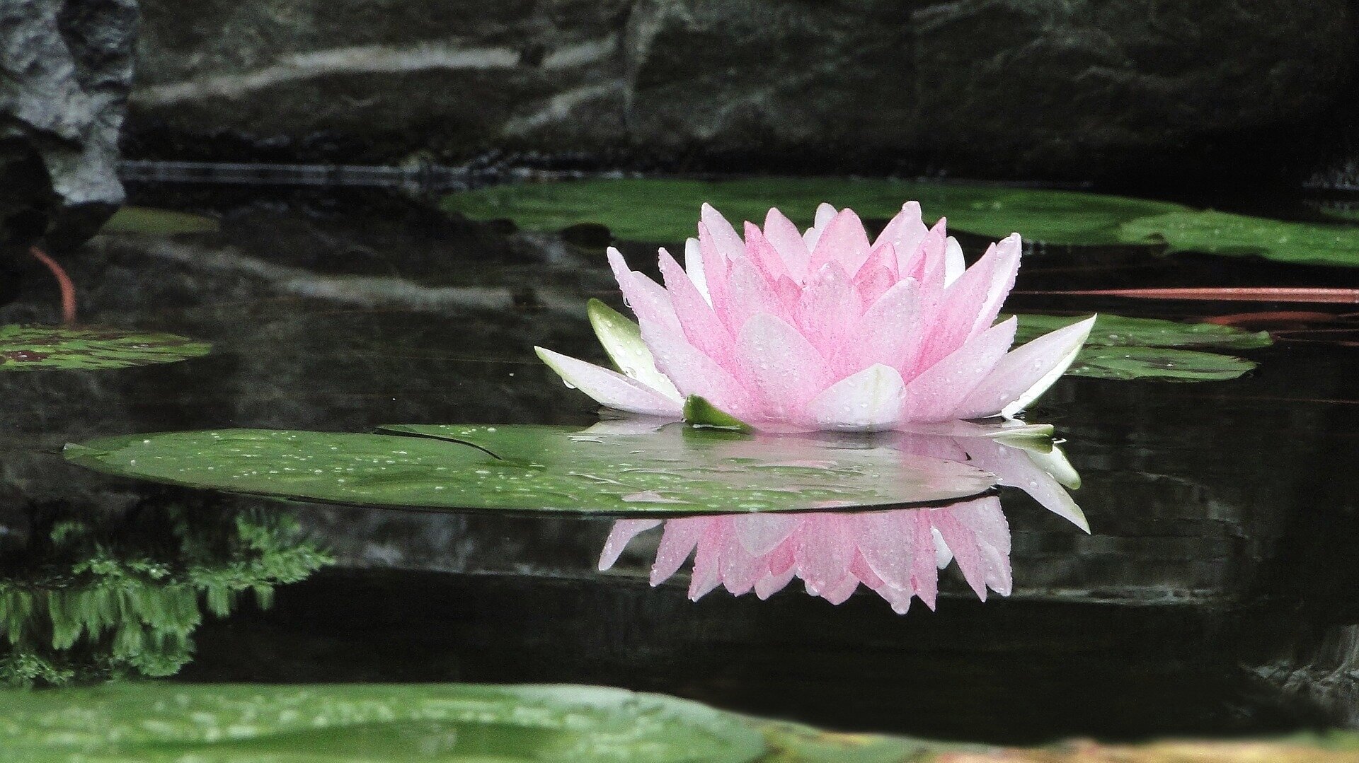flower-2514519_1920.jpg