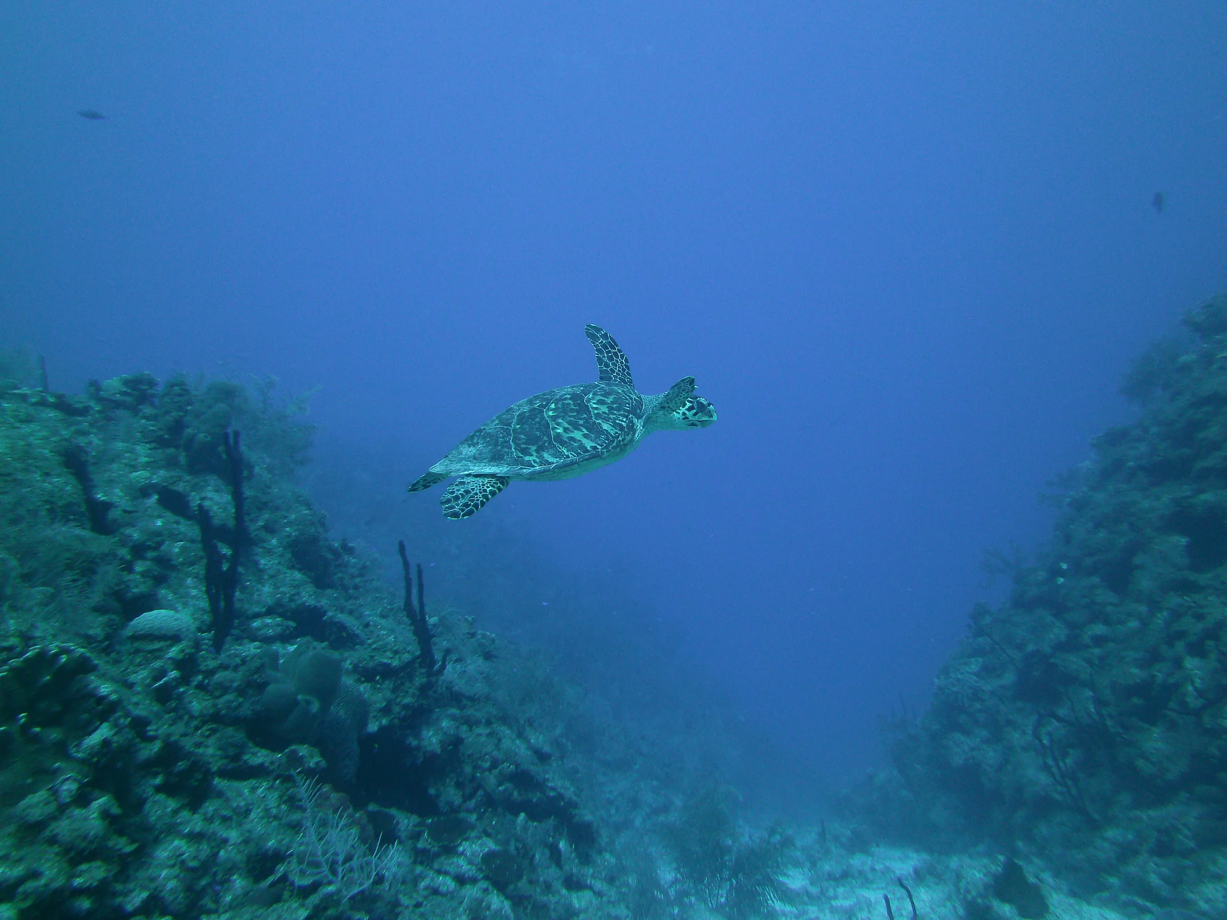 deepdive_3.jpg