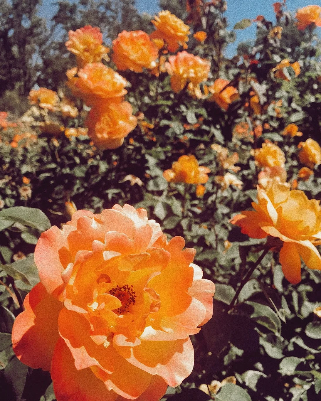 Self-worth and Authenticity