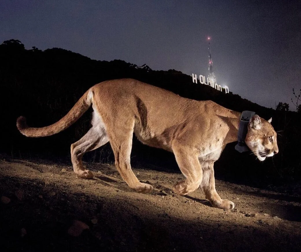 New @ologies episode: &ldquo;P:22: The Life &amp; Death of an L.A. Cougar&rdquo; with the wildlife biologist who discovered him, @miguel4wildlife of the @nhmla and P-22&rsquo;s lifelong champion @yosemitebethy of #SaveLACougars. Did you ever see P-22