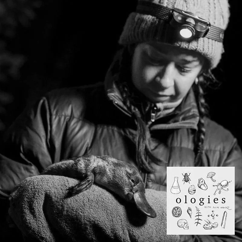 Ornithorhynchology (PLATYPUSES) with Dr. Tahneal Hawke