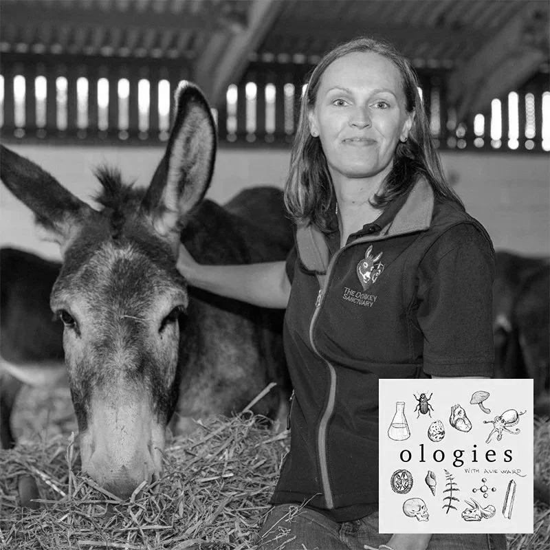 Asinology (DONKEYS) with Dr. Faith Burden