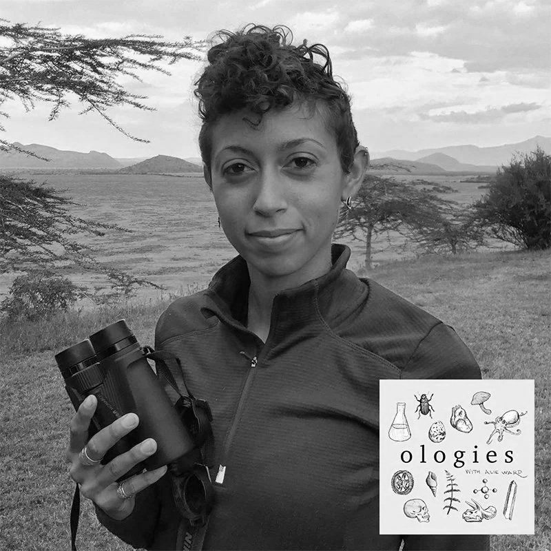 Hyaenidology (HYENAS) with Dr. Christine Wilkinson