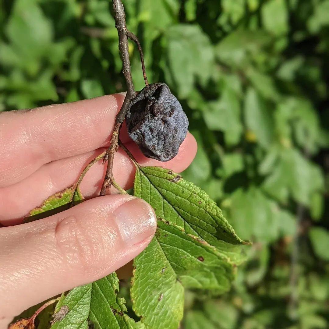 Kuivattu luumu on edelleen luumu ☺️

A dried plum is still a plum (at least in Finnish - in English it would be a prune) 🤔

Did you find any plums on trees this year? Make anything delicious with them or did you just eat them off of the tree? 💜

#l