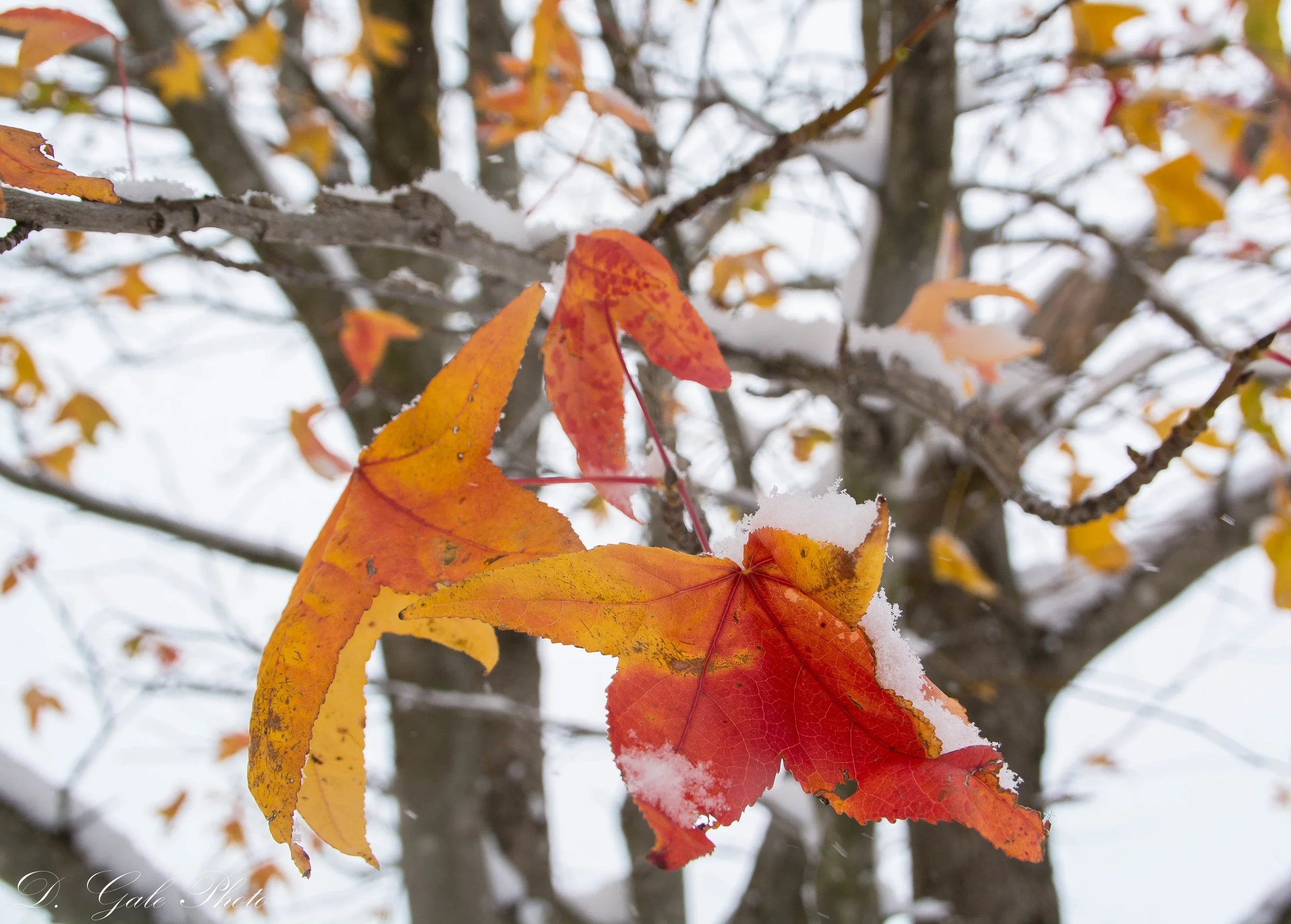 First Snow