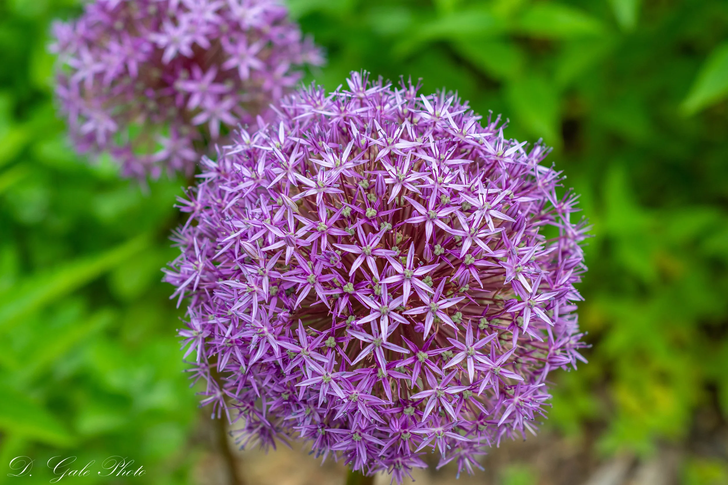 Colorful Spring Flower