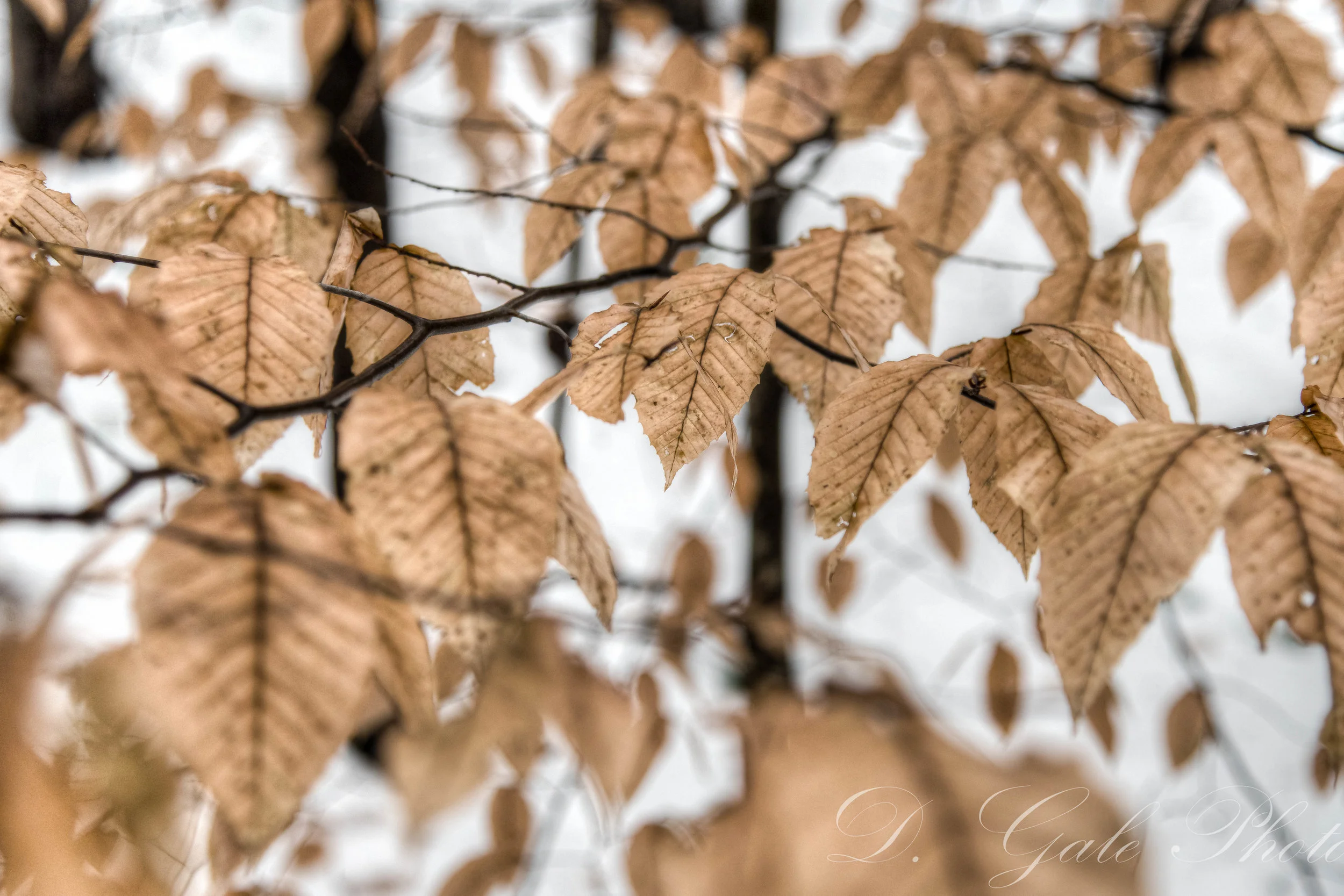 Beauty in Winter 