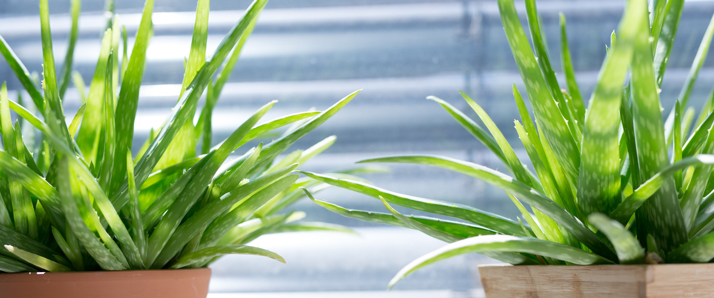 AdobeStock_149241506.jpeg
