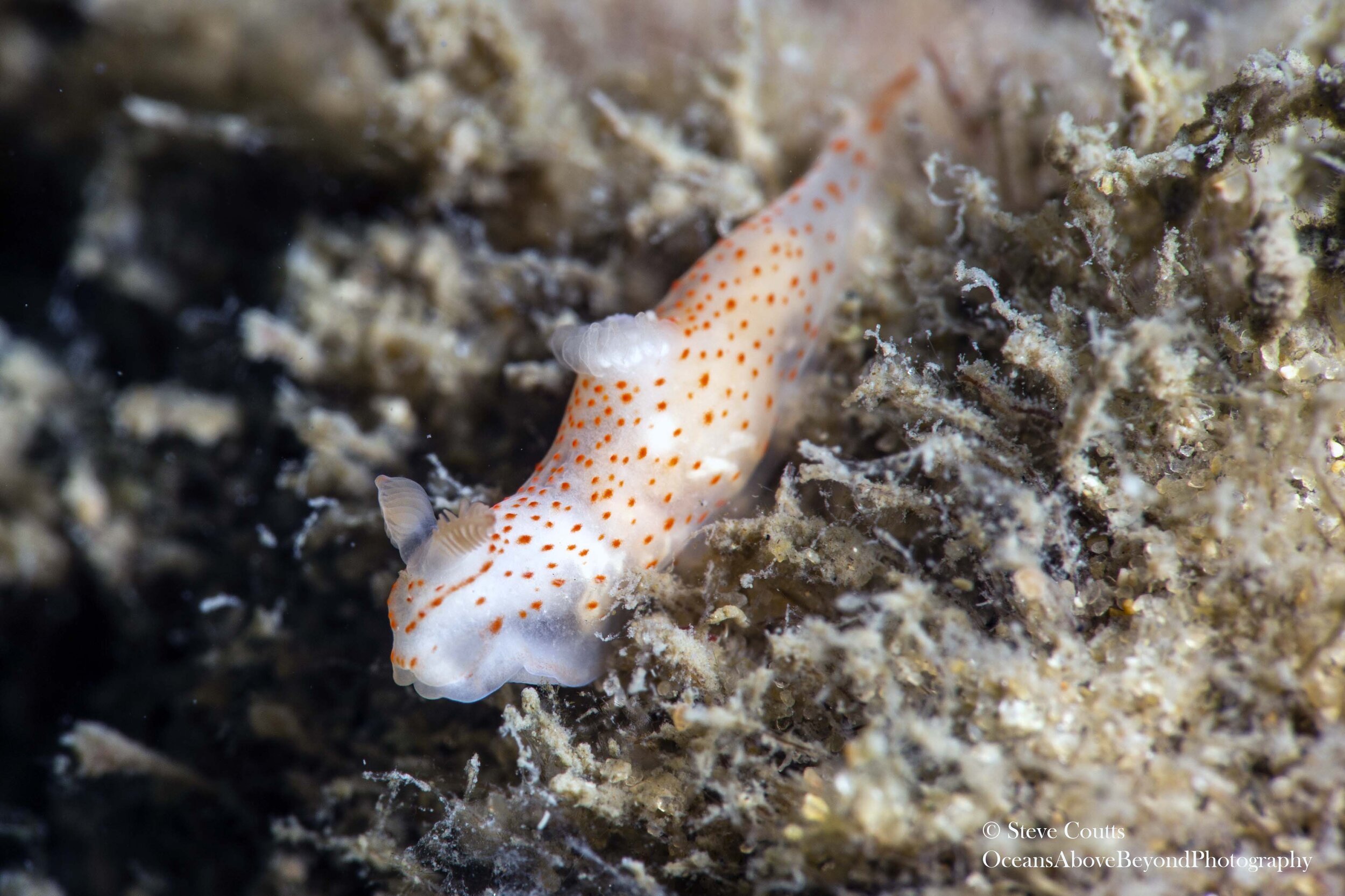 Gymnodoris sp. 10