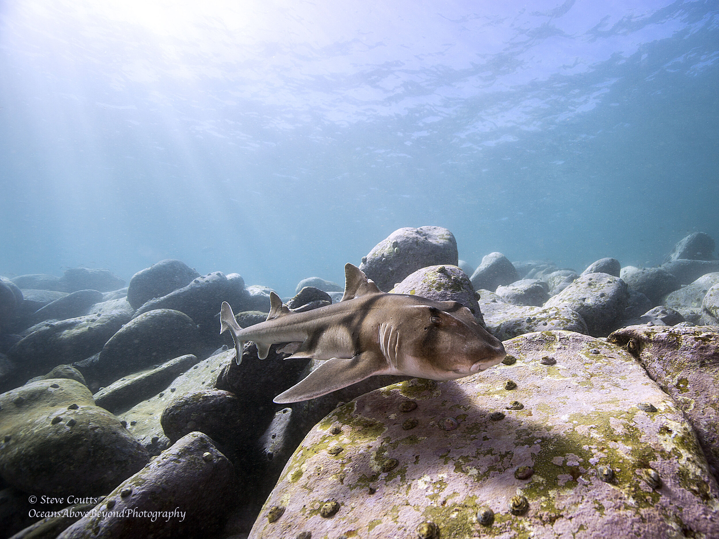 Heterodontus portusjacksoni (Port Jackson Shark)