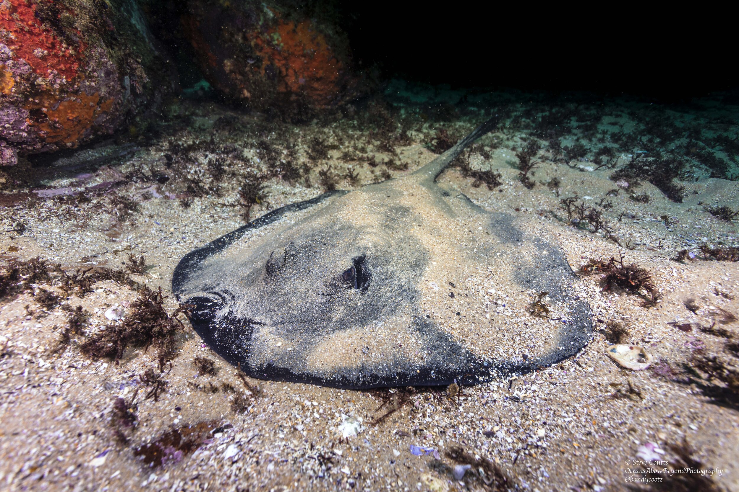  Trygonoptera imitata (Eastern Shovelnose Stingaree)