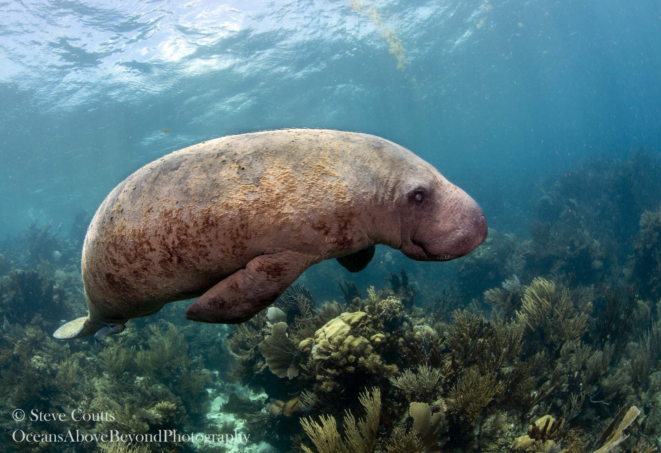 West Indian Manatee