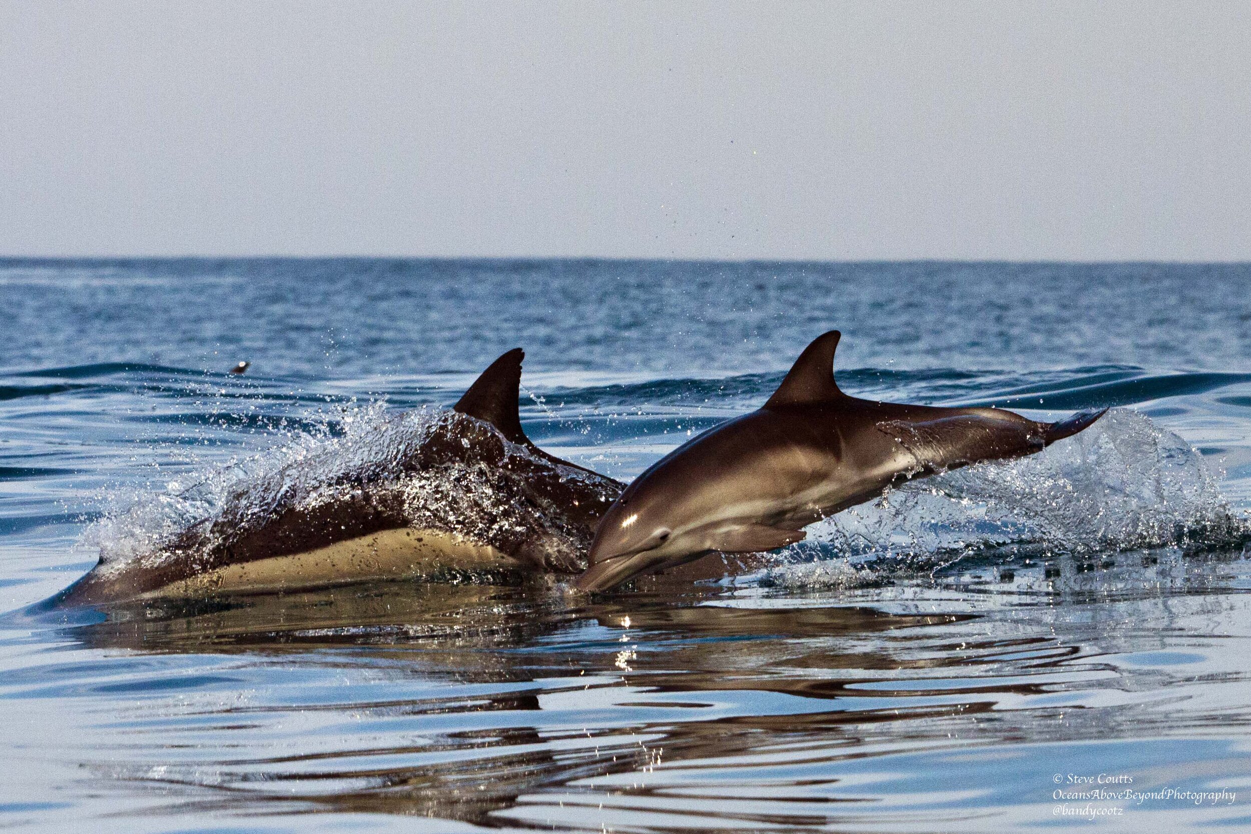 Whales and dolphins