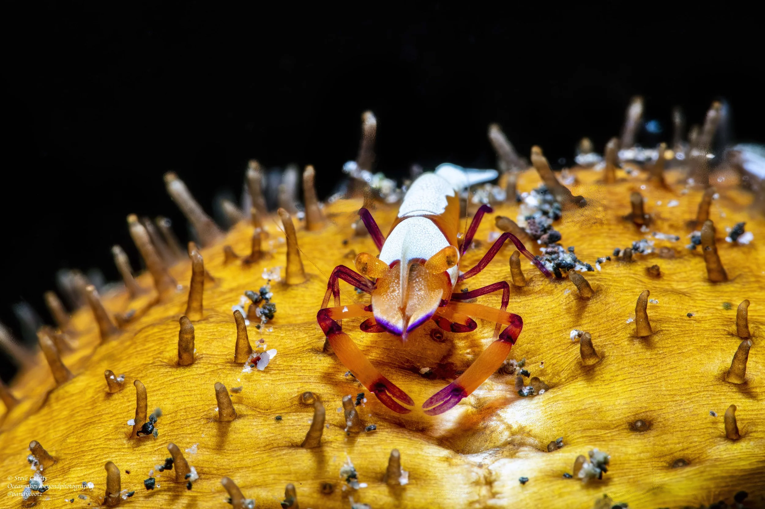 Emperor Shrimp (Periclimenes imperator)