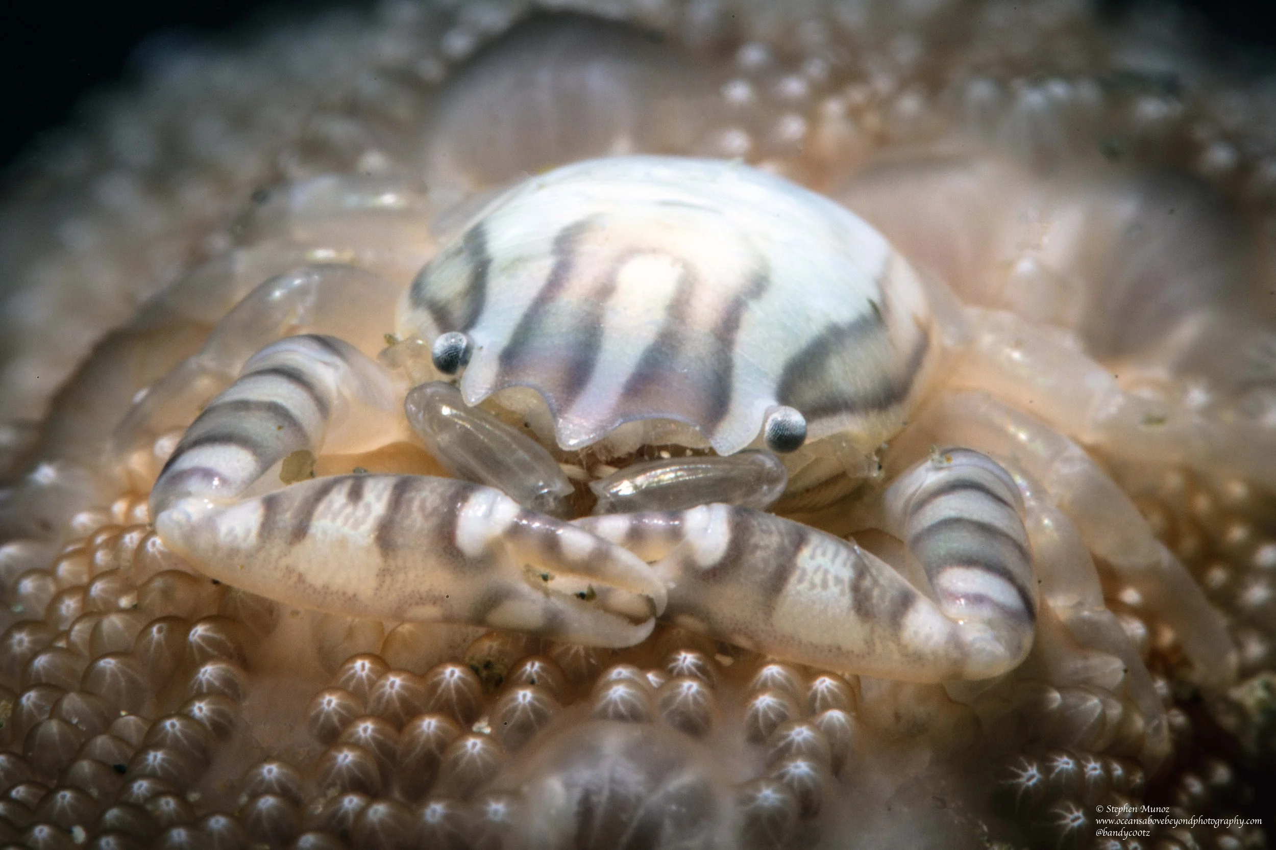 Xenia Swimming Crab (Caphyra loevis)