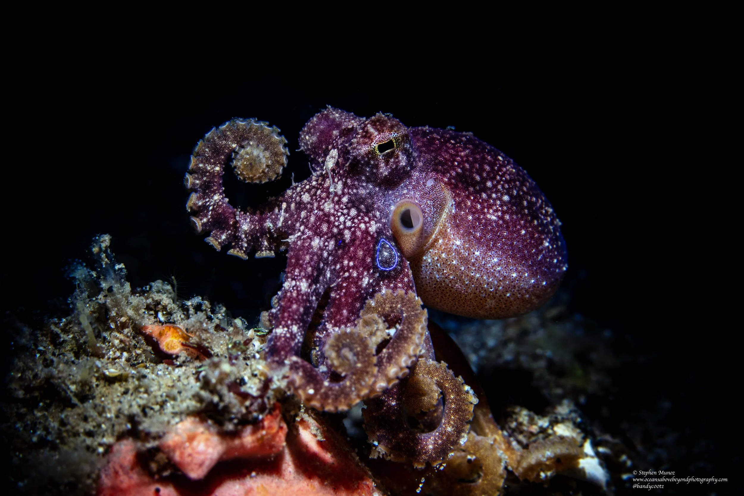 Mototi Octopus (Amphioctopus mototi)