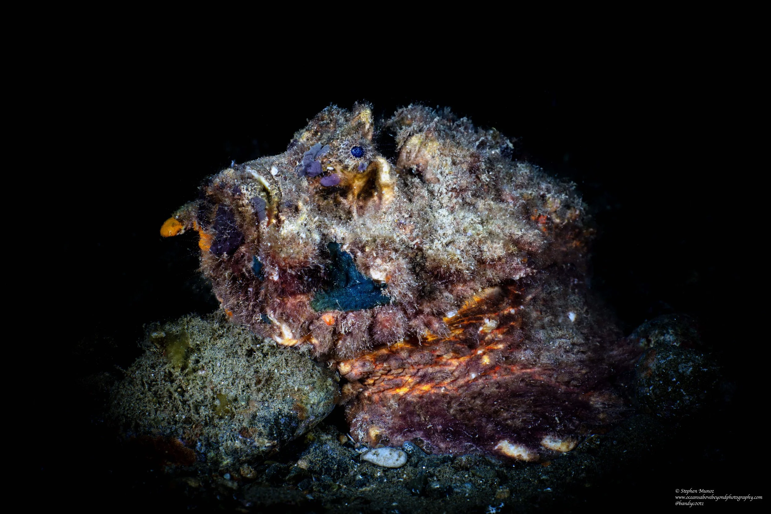 Estuarine Stonefish (Synanceia horrida)