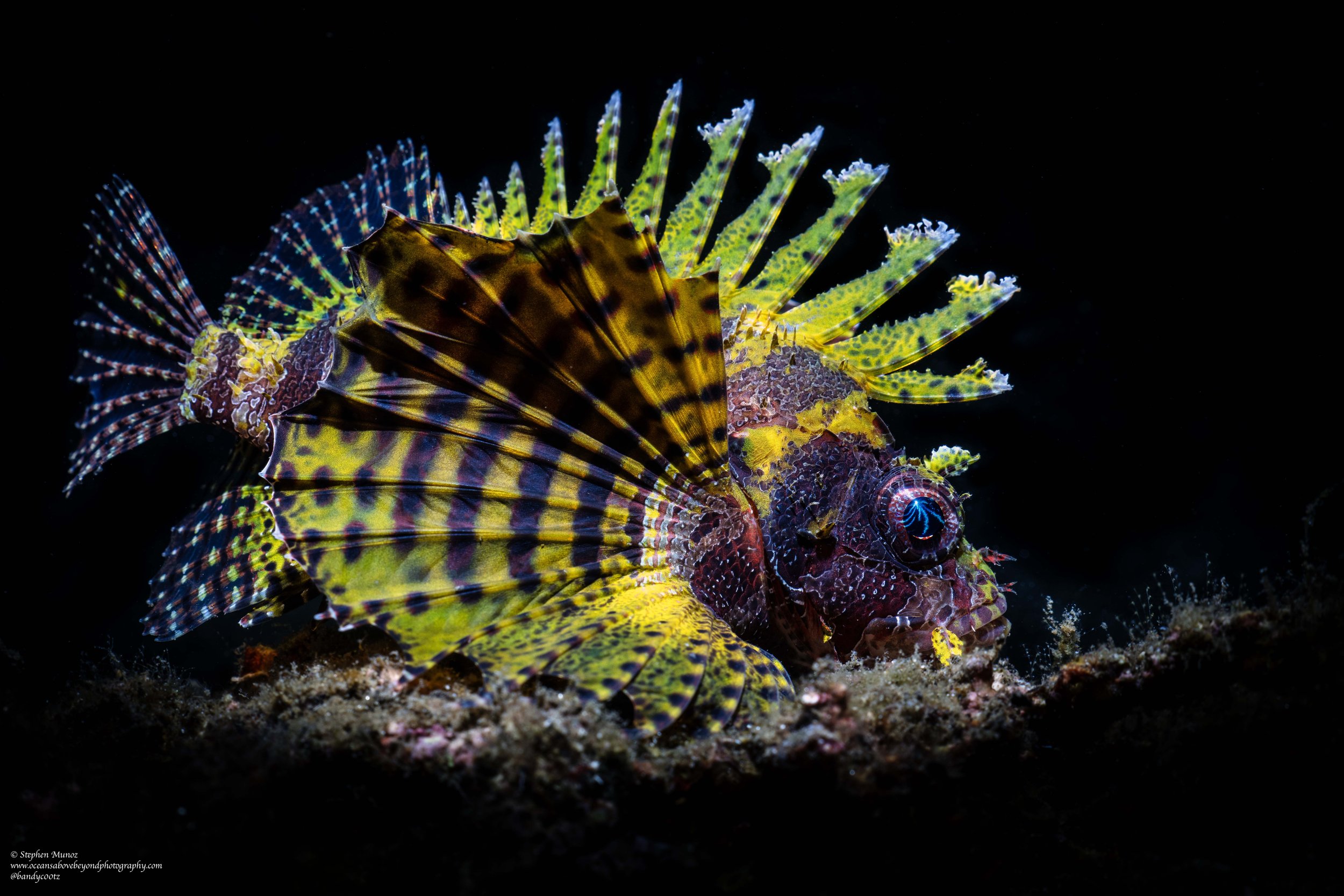 Dwarf Lionfish (Dendrochirus brachypterus)