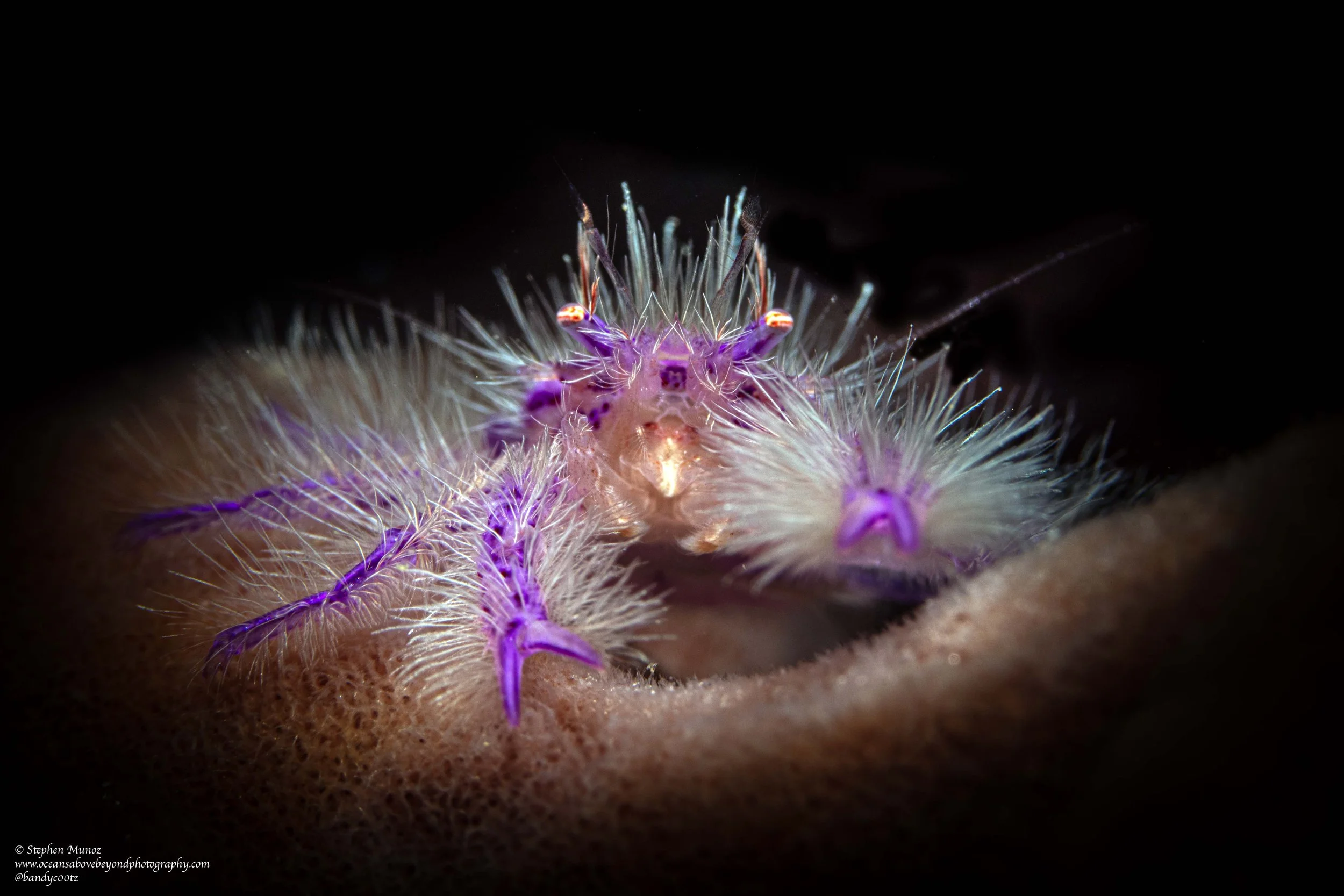 Hairy Squat Lobster