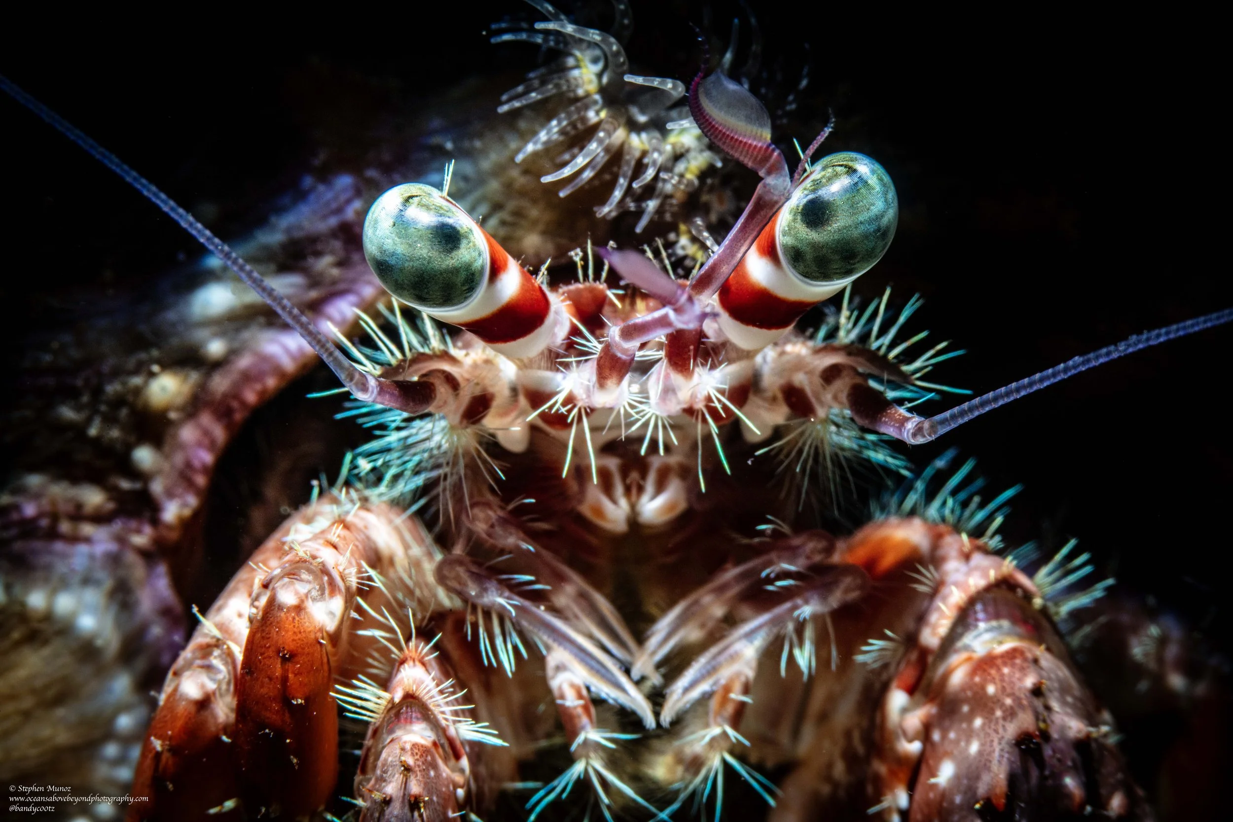 Anemone Hermit Crab (Dardanus pedunculatus)