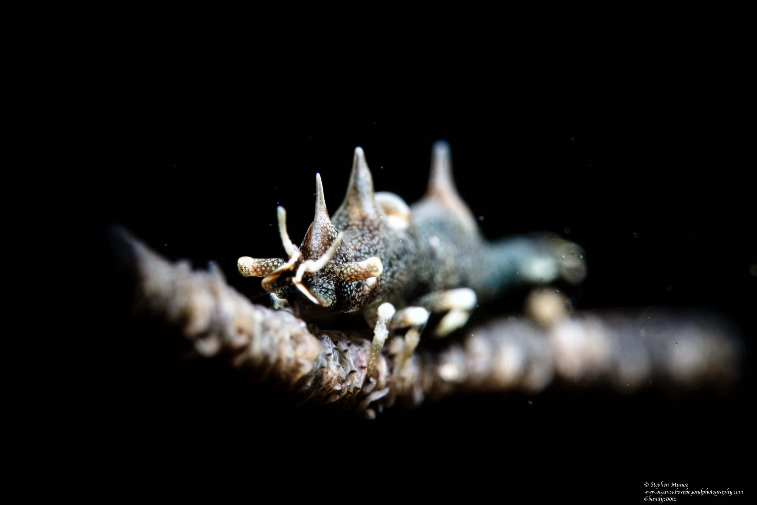 Dragon Shrimp (Miropandalus hardingi)