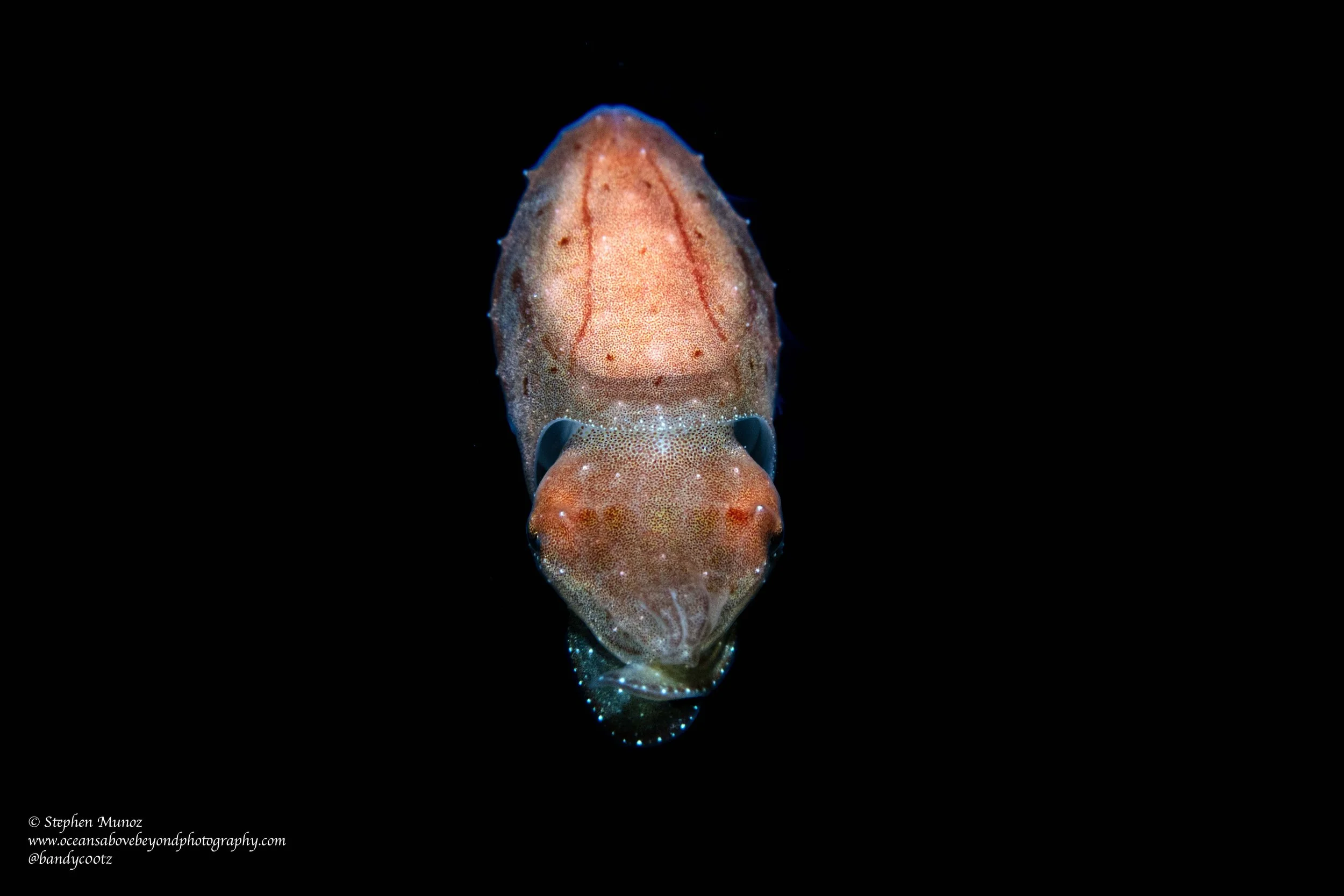 Broadclub Cuttlefish (Ascarosepion latimanus)