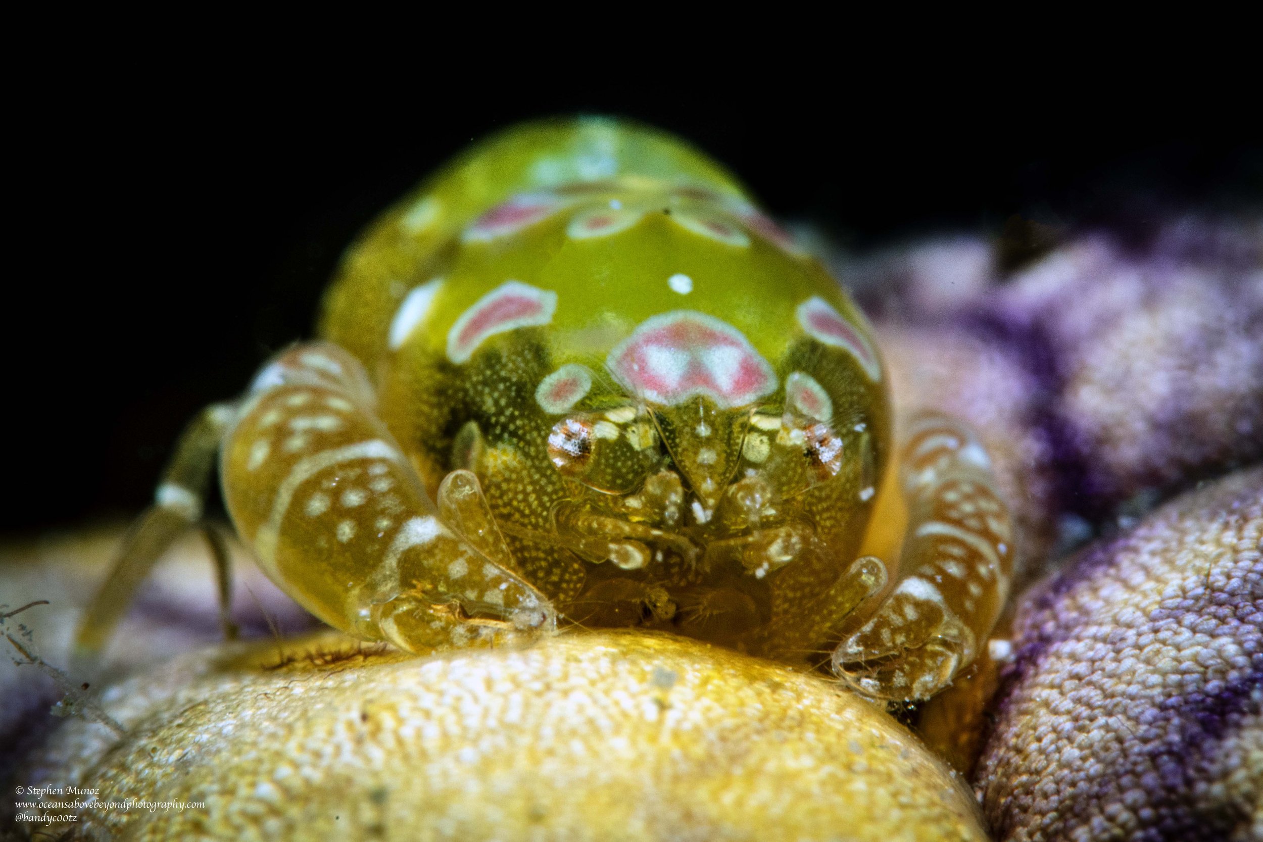 Painted Tunicate Shrimp (Odontonia katoi)
